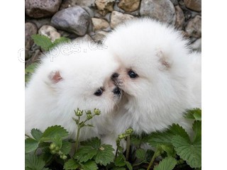 roztomil� �picl �t��ata