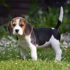 ml��n� �t���tka beagle pro adopci