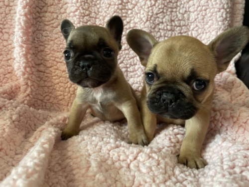 Dv� d�vky modr� plav�