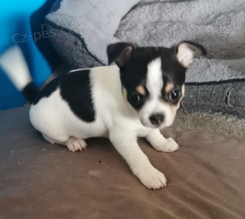 Weiblicher und m�nnlicher Chihuahua-Freund