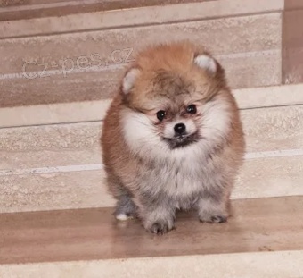 klidn� �t��ata n�meck�ch �pic� nyn� k dispozici 