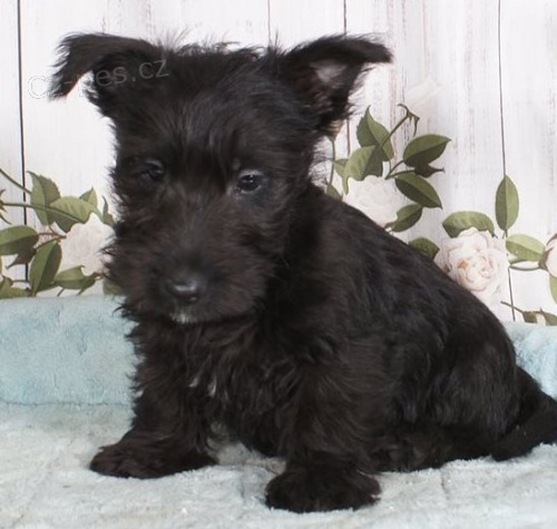 �t��ata skotsk�ho teri�ra jsou nyn� k dispozici 