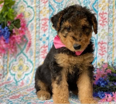 K dispozici �t��ata Airedale teri�ra 