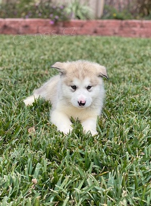 �t��ata Alja�sk� malamut  k dispozici 