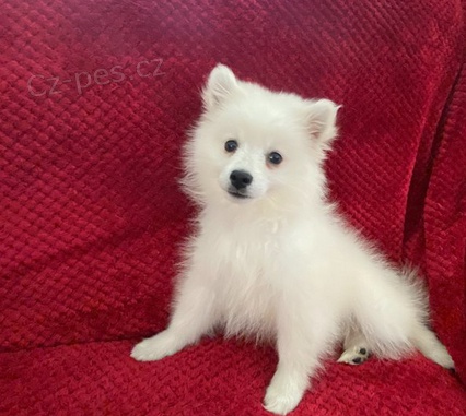 �t���tka americk� Eskimo 