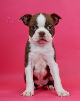 �t��ata bostonsk�ho teri�ra k dispozici 