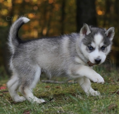 Kr�sn� �t���tka Pomskies na prodej (k��enec sibi�sk�ch a pomeransk�ch)
