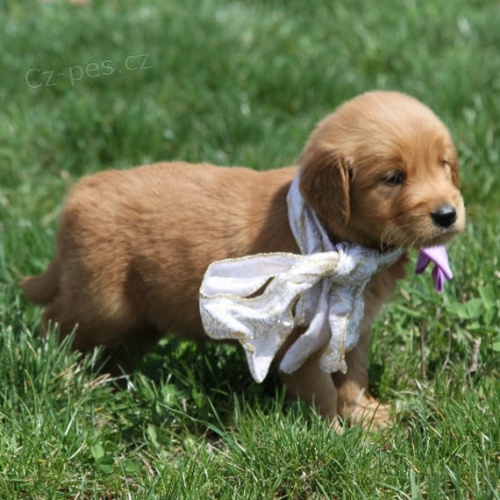 zlat� retr�vr hn�d� �t���tka na prodej.