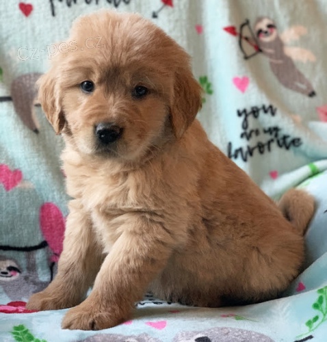 ZDRAV� a VAKCINOVAN� �t���tka zlat�ho retr�vra na prodej.