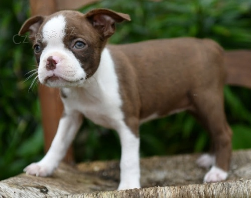 hn�d� �t��ata bostonsk�ho teri�ra na prodej