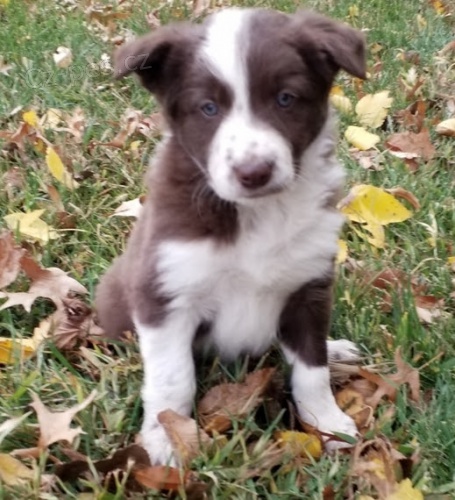 od�erven� a o�kovan� �t��ata border kolie na prodej