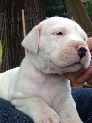 Argentinsk� Doga ..