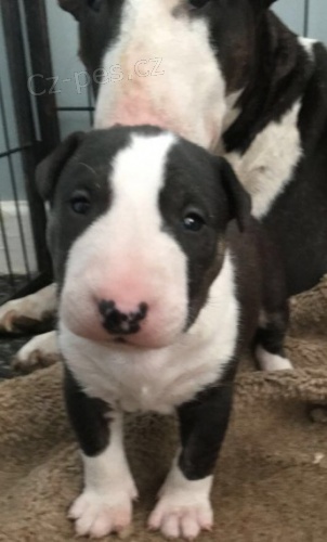 Na prodej jsou roztomil� �t���tka anglick�ho bulteri�ra a fenky.