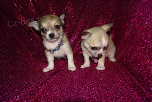 mini �t���tka �ivavy na prodej