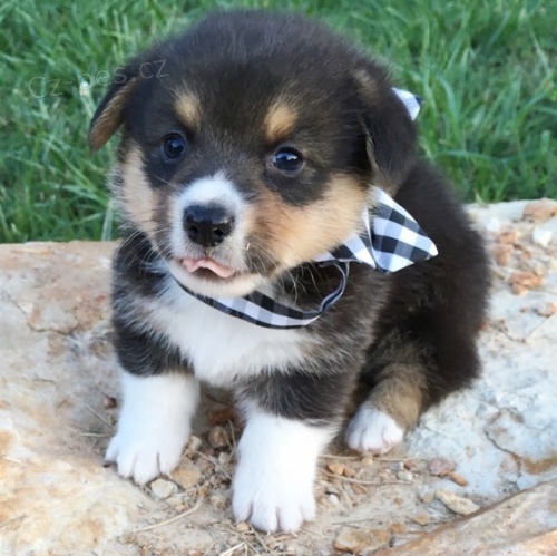 Pembroke Welsh Corgi FENA A PESA bez PP �t���tek na prodej.