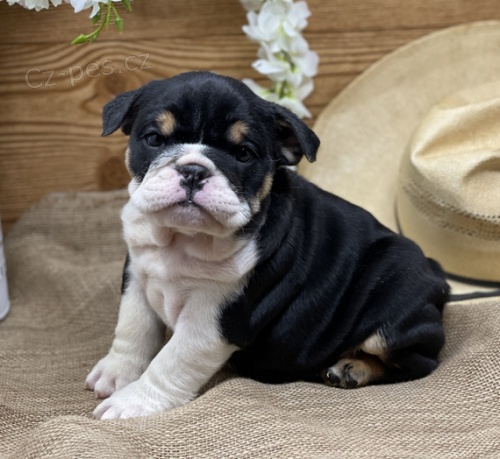 na prodej o�kovan� a od�erven� �t��ata anglick�ho buldoka