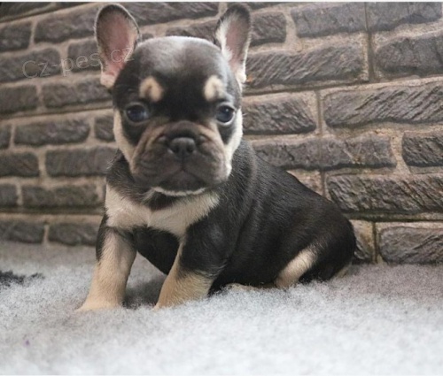 ZDRAV� a VAKCINOVAN� a od�erven� �t��ata francouzsk�ho buldo�ka na prodej.