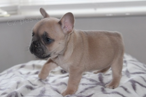 N�dhern� �t��ata francouzsk�ho buldo�ka na prodej.