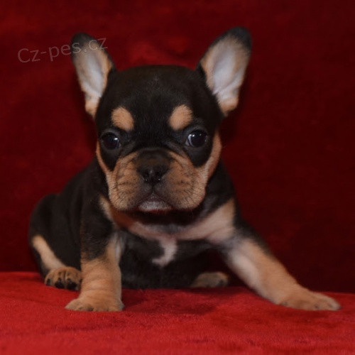N�dhern� �t��ata francouzsk�ho buldo�ka na prodej.