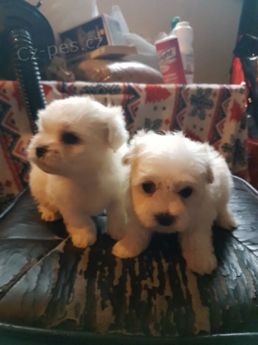 mini zdrav� maltsk� �t���tka na prodej.