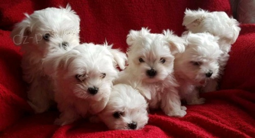 maltsk� �t��ata na prodej.