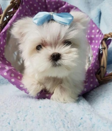 maltsk� �t��ata na prodej.