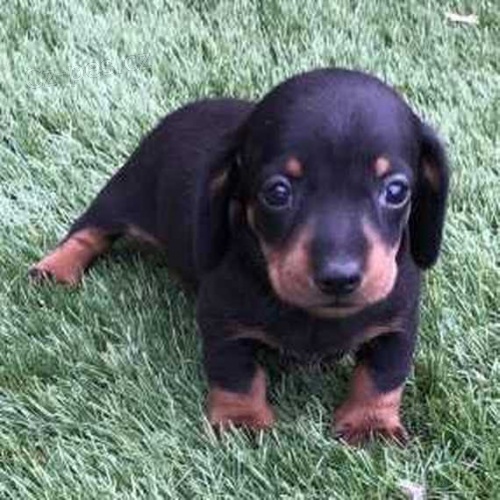 Jezev��ci �t��ata samc� a samic na prodej