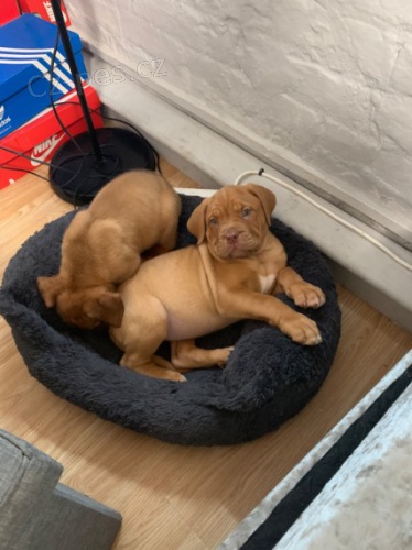 �t��ata dogue de bordeaux na prodej