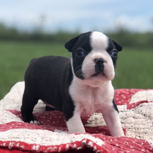 hygienicky a soci�ln� vy�kolen� �t��ata bostonsk�ch teri�r� na prodej.