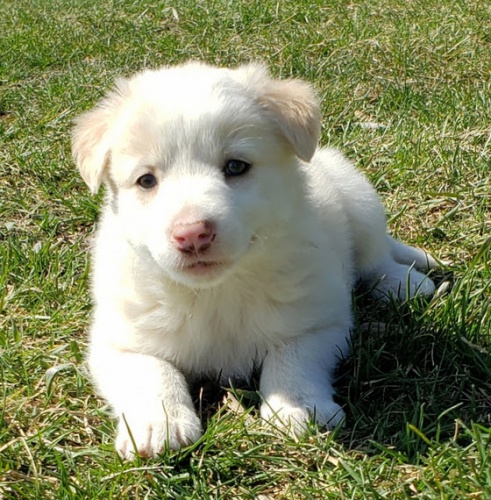 Rozko�n� �t��ata b�l�ho australsk�ho ov��ka na prodej