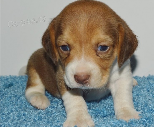 beagle �t��ata jsou k dispozici,  