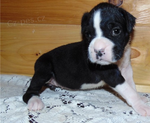 boxersk� �t��ata jsou k dispozici,  