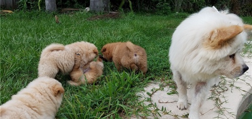 chow chow  �t��ata jsou k dispozici,  