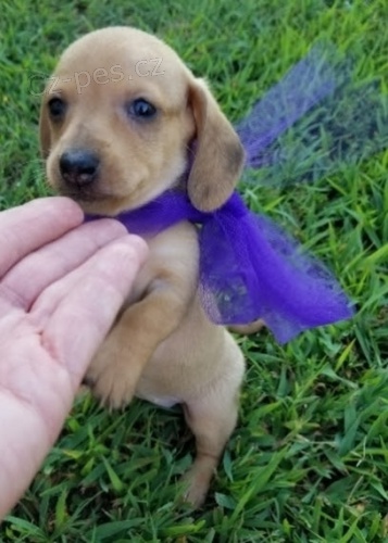 zdrav�, o�kovan� �t��ata jezev��k� na prodej