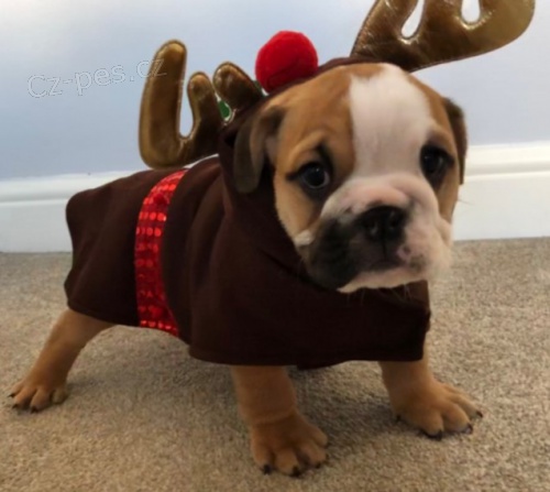 Kr�sn� a O�KOVAN� a od�erven� �t��ata anglick�ho buldoka na prodej