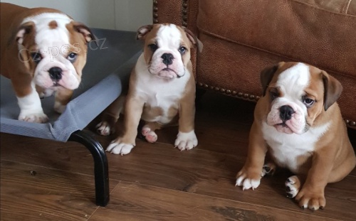 Kr�sn� a O�KOVAN� a od�erven� �t��ata anglick�ho buldoka na prodej