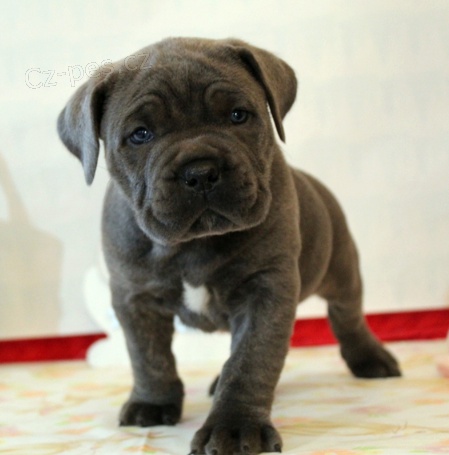 Italsk tata cane corso jsou pipravena na nov rodiny.