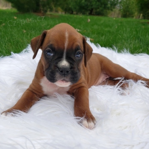 Kr�sn� o�kovan� a od�erven� �t��ata n�meck�ho boxera na prodej.