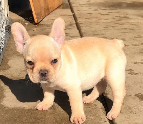 kr�sn� francouzsk� buldok �t�n� k dispozici k adopci