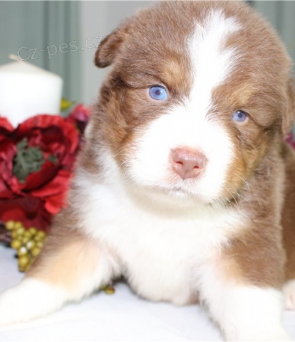 hrav� �t���tka australsk�ho ov��ka k dispozici