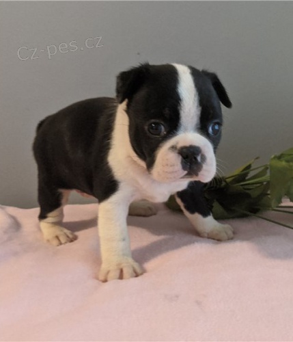 hrav� bostonsk� �t���tka k dispozici