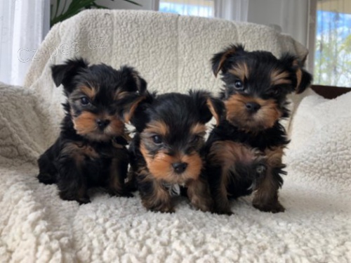 Malt�zsk� ps�k bez PP