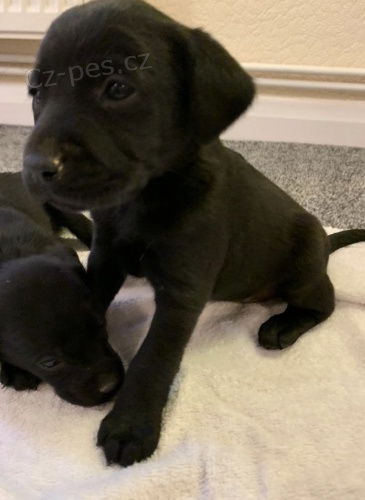 labradorsk� �t��ata