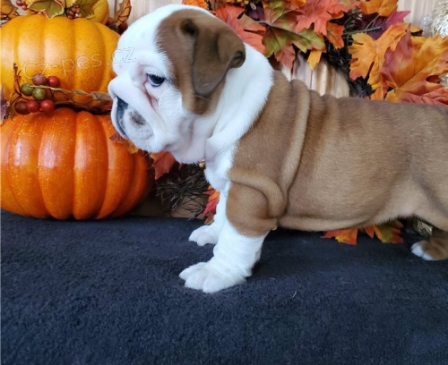 kr�sn� anglick� buldok k adopci