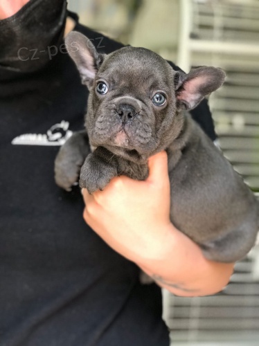 kr�sn� francouzsk� buldo�ek k adopci