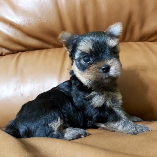 Jork��rsk� teri�r �t��ata na prodej.