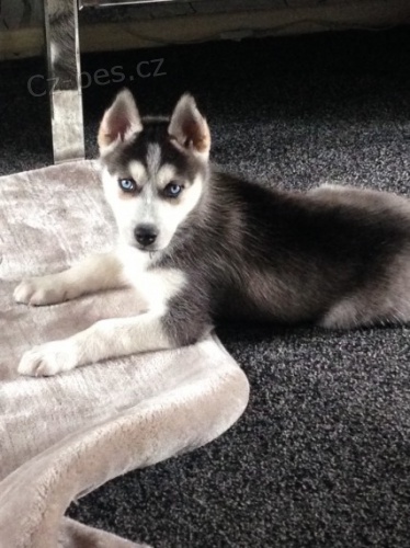 sibi�sk� husky