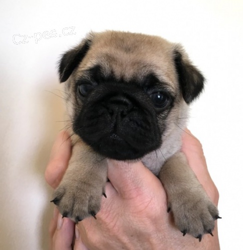 Mops �t��ata na prodej