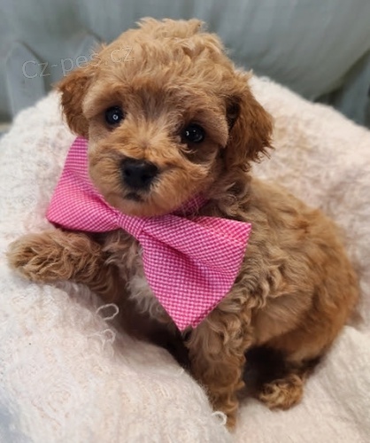 �t��ata trpasli��ch pudl� na prodej.