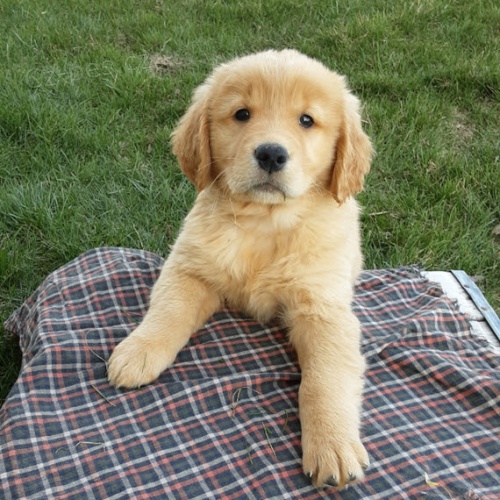 �t��ata zlat�ho retr�vra na prodej.